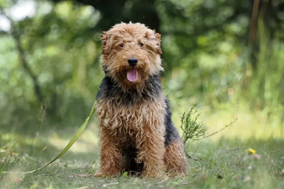 Fox, hnědočerná male senior mixed breed for adoption at Útulek Dogsy