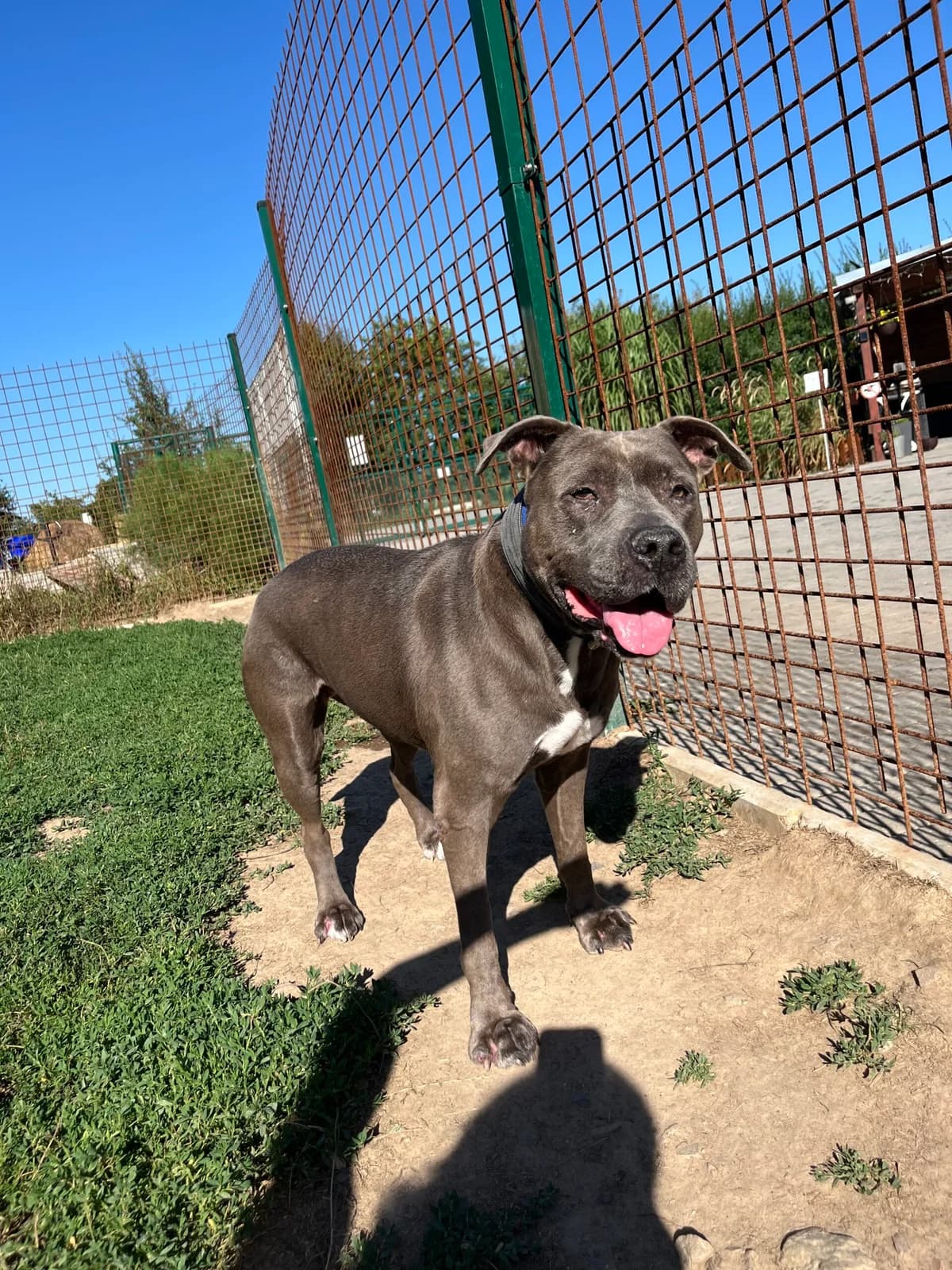 Jolly, Blue female senior mixed breed for adoption at Útulek Dogsy