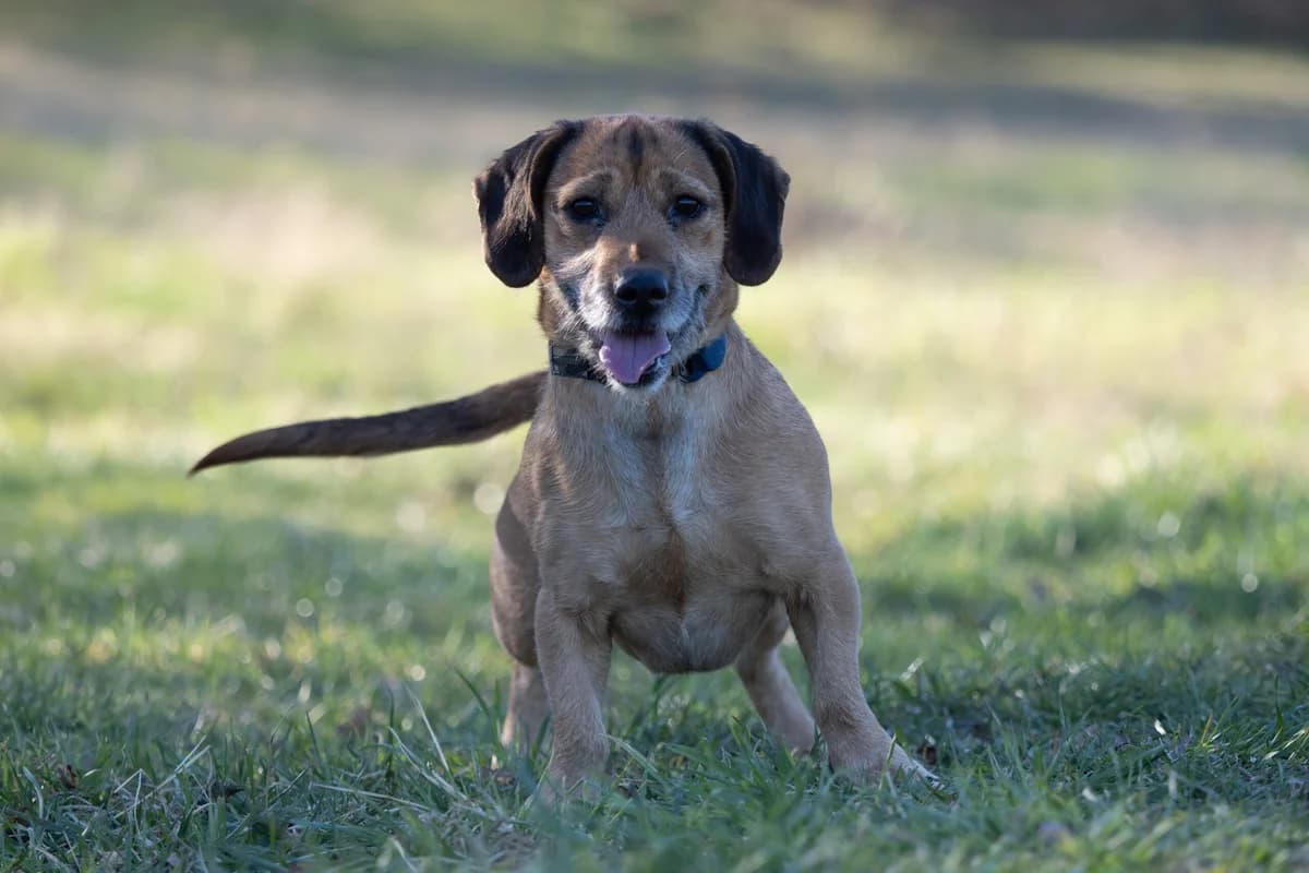 Kvido, hnědá male puppy mixed breed for adoption at Útulek Dogsy