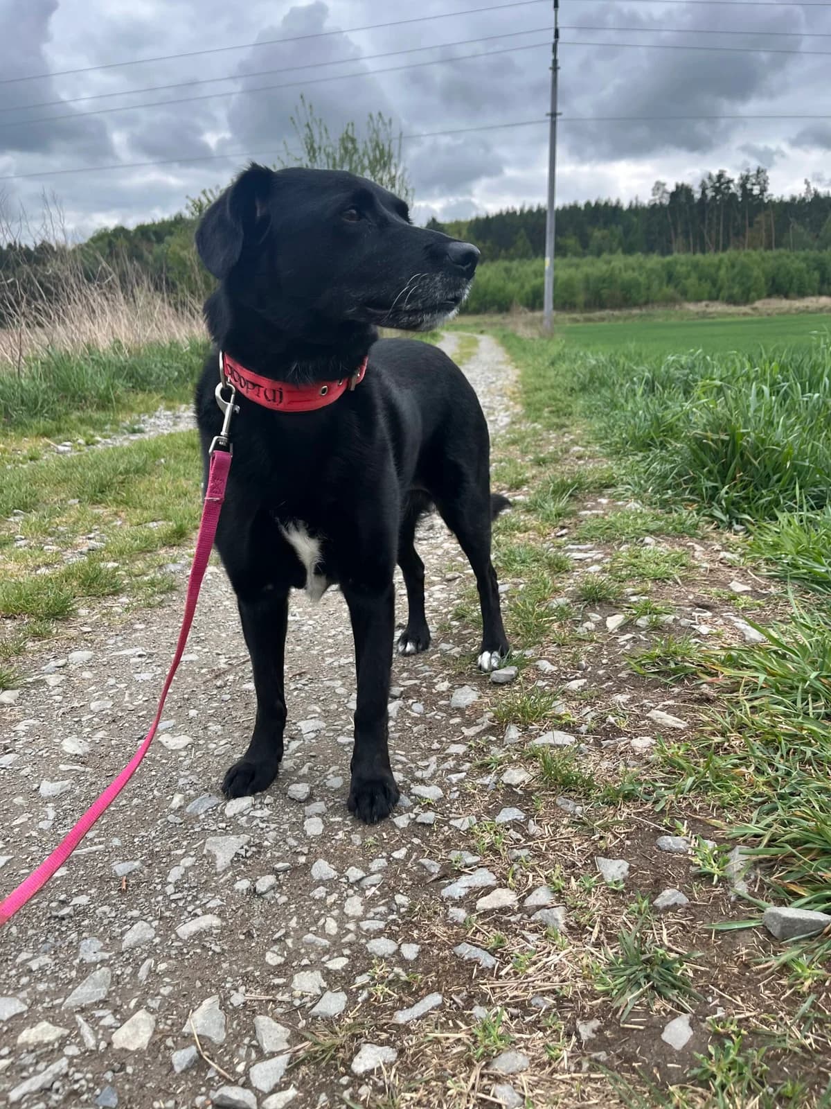 Lajra, Černá female 6yo mixed breed for adoption at Útulek Dogsy