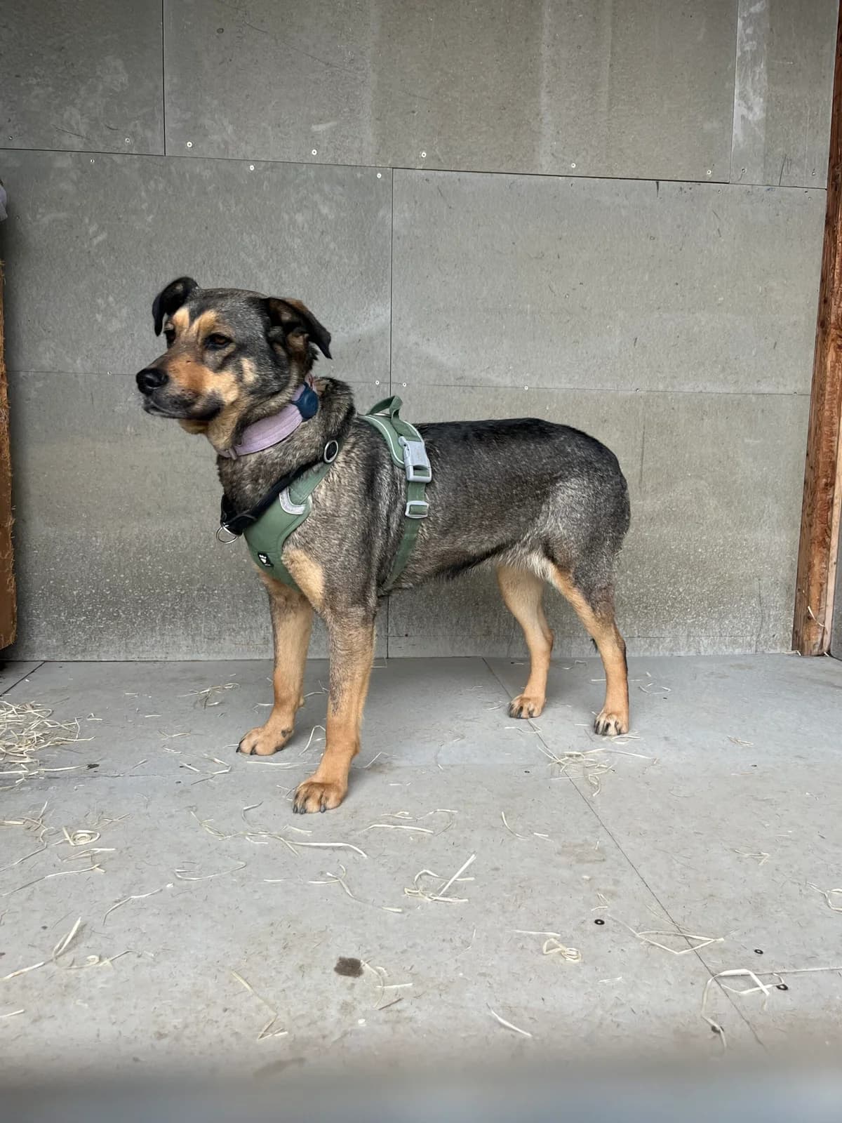 Lily 2, Vlkoseda female puppy mixed breed for adoption at Útulek Dogsy
