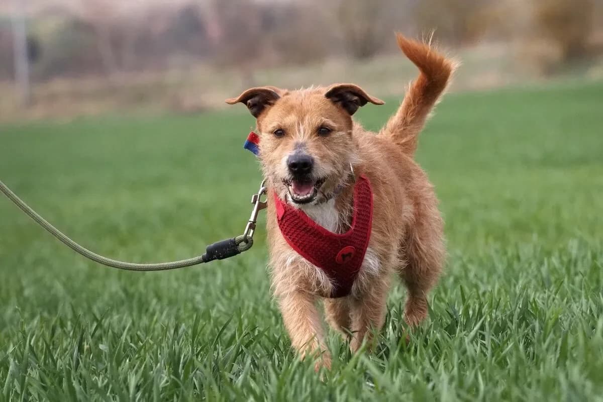 Lucky, Zlatá male senior mixed breed for adoption at Útulek Dogsy