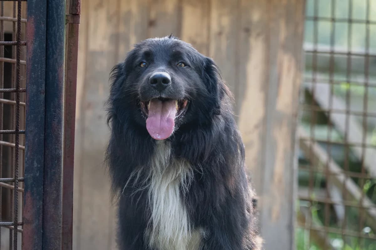 Olaf 2, černobílá male Border Collie for adoption at Útulek Dogsy
