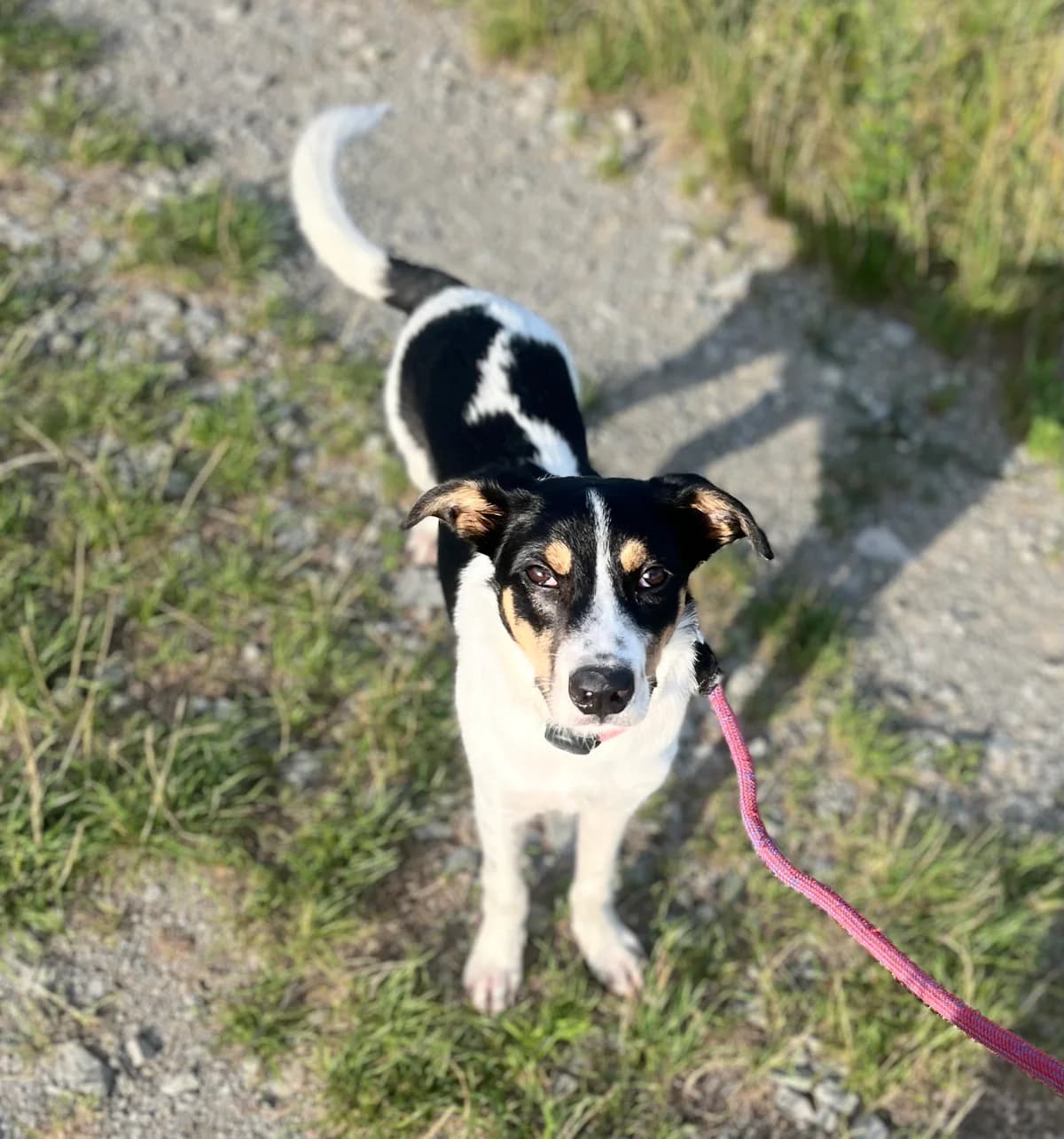 Otakar, Tricolor male mixed breed for adoption at Útulek Dogsy