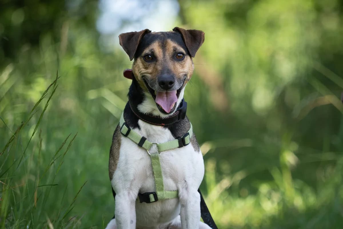 Ron, Trikolor male 3yo mixed breed for adoption at Útulek Dogsy