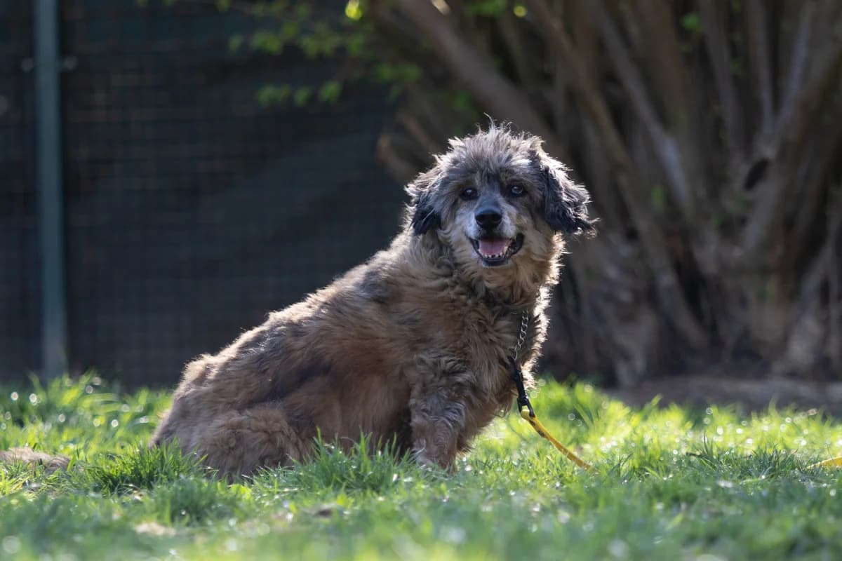 Svata, Hnědá male senior mixed breed for adoption at Útulek Dogsy