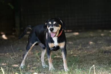 Tau, Černá se znaky male mixed breed for adoption at Útulek Dogsy