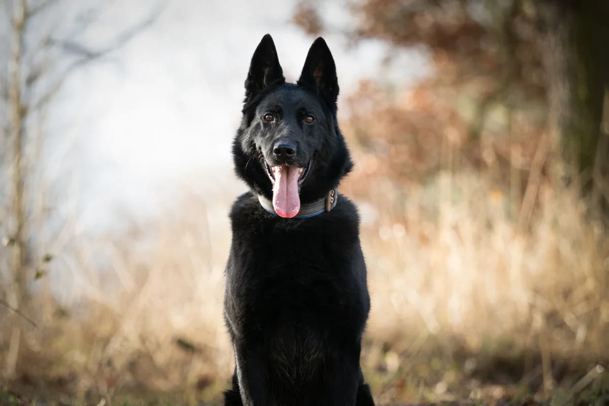 Toni, Černá male puppy mixed breed for adoption at Útulek Dogsy