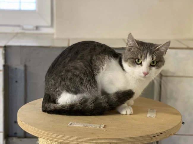 Andělka, female mixed breed for adoption at Útulek Jimlín