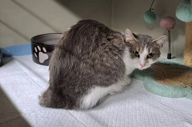 Andělka, female mixed breed for adoption at Útulek Jimlín — photo 2 of 2