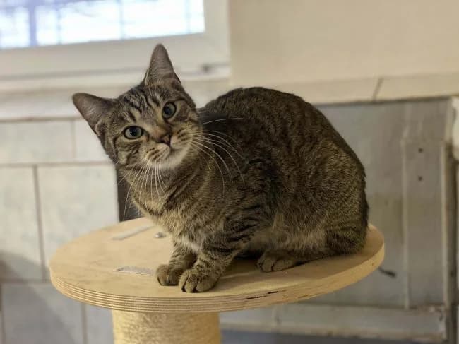 Andrejka, female mixed breed for adoption at Útulek Jimlín