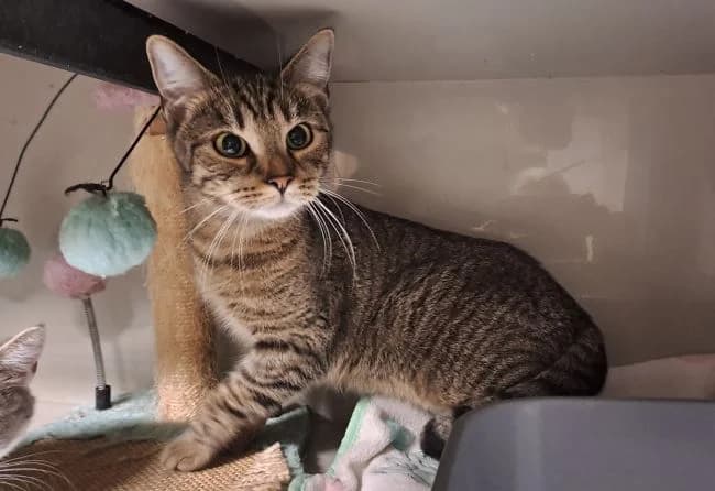 Andrejka, female mixed breed for adoption at Útulek Jimlín — photo 2 of 2