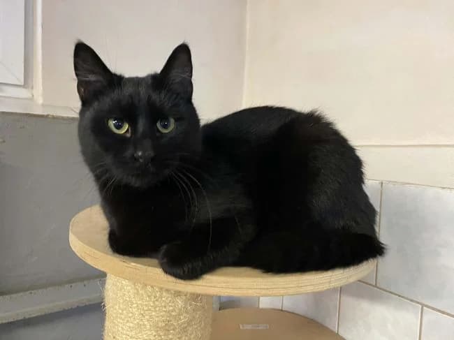 Aragorn, male mixed breed for adoption at Útulek Jimlín