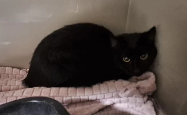 Aragorn, male mixed breed for adoption at Útulek Jimlín — photo 2 of 2