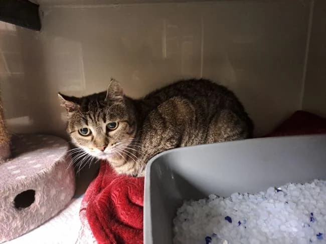 Amélie, female mixed breed for adoption at Útulek Jimlín