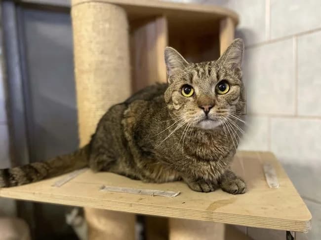 Alvin, male mixed breed for adoption at Útulek Jimlín