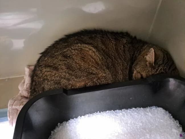 Alvin, male mixed breed for adoption at Útulek Jimlín — photo 2 of 2