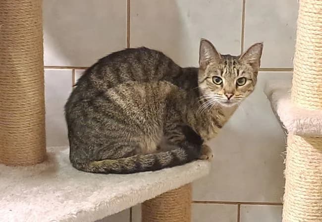 Amarylka, female young mixed breed for adoption at Útulek Jimlín