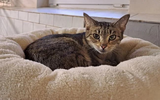 Amarylka, female mixed breed for adoption at Útulek Jimlín — photo 2 of 3