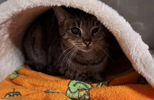 Amarylka, female mixed breed for adoption at Útulek Jimlín — photo 3 of 3