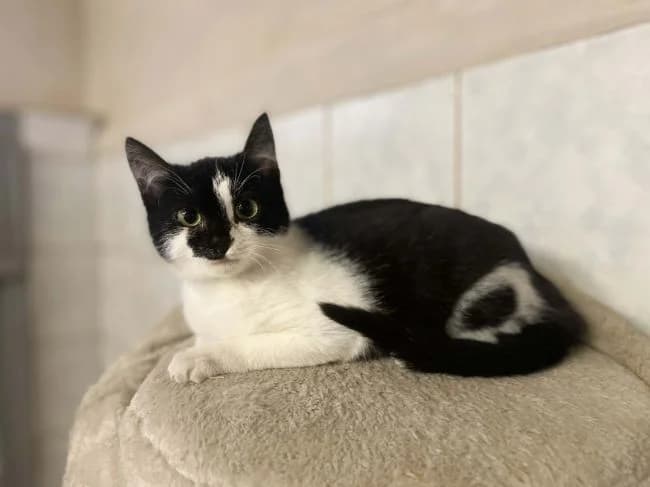 Fantaghirò, female mixed breed for adoption at Útulek Jimlín