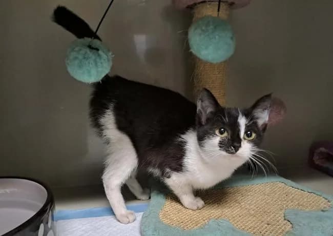 Fantaghirò, female mixed breed for adoption at Útulek Jimlín — photo 2 of 2