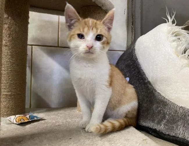 Amorek, male mixed breed for adoption at Útulek Jimlín