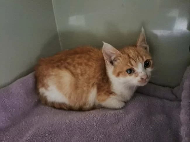 Amorek, male mixed breed for adoption at Útulek Jimlín — photo 2 of 2