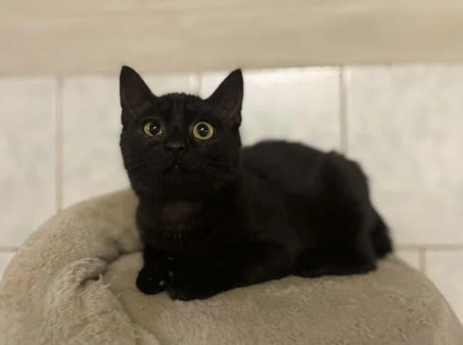 Upírek, male mixed breed for adoption at Útulek Jimlín