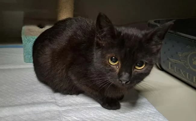 Upírek, male mixed breed for adoption at Útulek Jimlín — photo 2 of 2