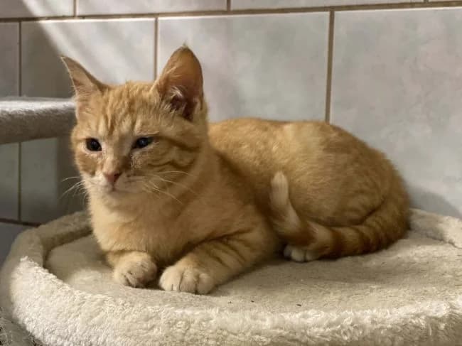 Valentýnek, male mixed breed for adoption at Útulek Jimlín