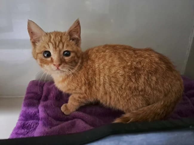 Valentýnek, male mixed breed for adoption at Útulek Jimlín — photo 2 of 2