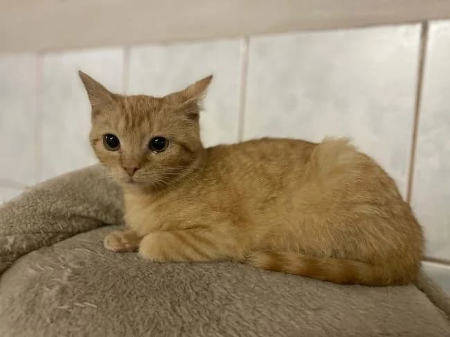 Valentýnka, female mixed breed for adoption at Útulek Jimlín