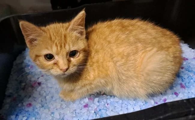 Valentýnka, female mixed breed for adoption at Útulek Jimlín — photo 2 of 2