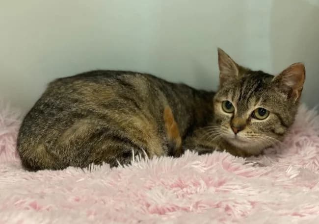 Slaměnka, female mixed breed for adoption at Útulek Jimlín