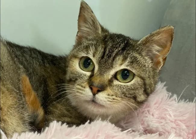 Slaměnka, female mixed breed for adoption at Útulek Jimlín — photo 2 of 3