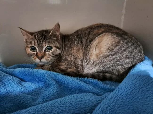 Slaměnka, female mixed breed for adoption at Útulek Jimlín — photo 3 of 3