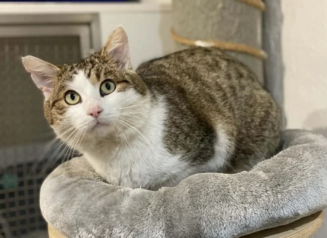 Shakespeare, male mixed breed for adoption at Útulek Jimlín