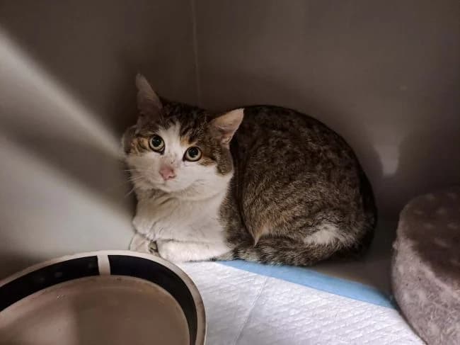 Shakespeare, male mixed breed for adoption at Útulek Jimlín — photo 2 of 3