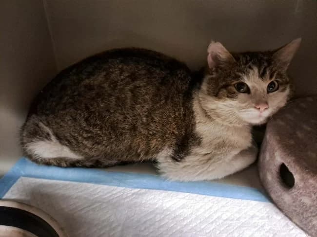 Shakespeare, male mixed breed for adoption at Útulek Jimlín — photo 3 of 3