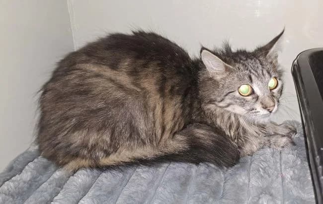 Chlupáček, male mixed breed for adoption at Útulek Jimlín