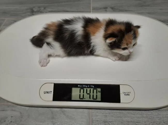 Jiřička, female mixed breed for adoption at Útulek Jimlín