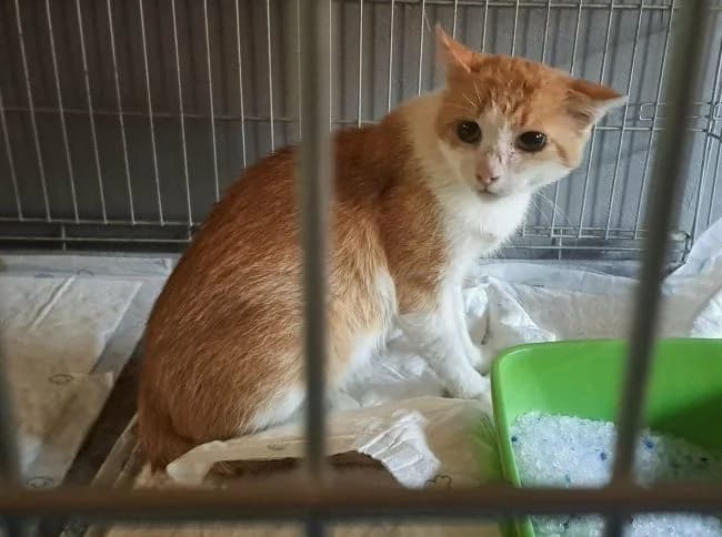Koz13, male 6yo mixed breed for adoption at Útulek Jimlín