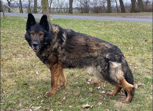 Ares, male senior mixed breed for adoption at Útulek Jimlín