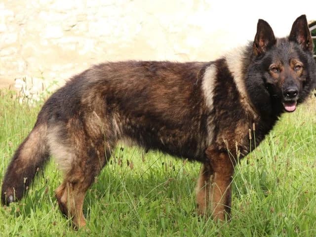 Ares, male mixed breed for adoption at Útulek Jimlín — photo 2 of 3