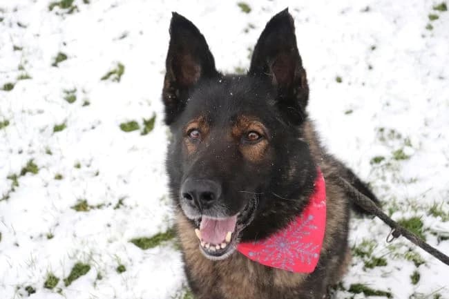 Ares, male mixed breed for adoption at Útulek Jimlín — photo 3 of 3