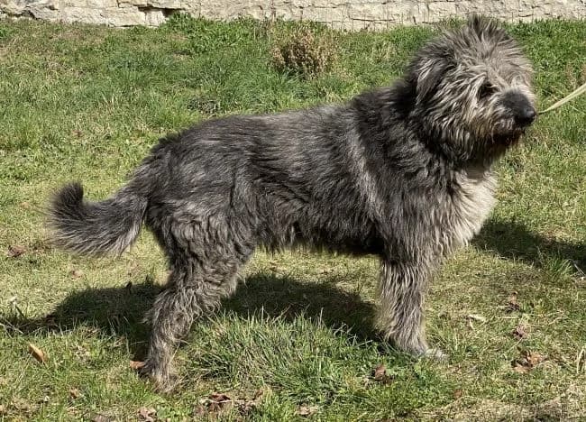 Karel, male mixed breed for adoption at Útulek Jimlín — photo 2 of 3