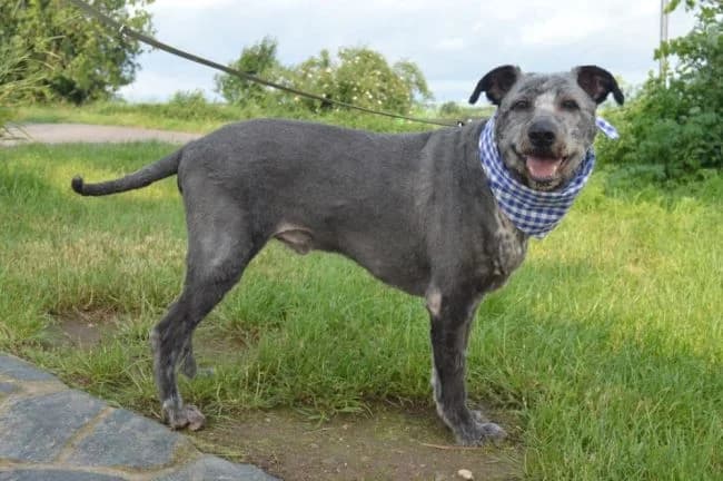 Karel, male mixed breed for adoption at Útulek Jimlín — photo 3 of 3