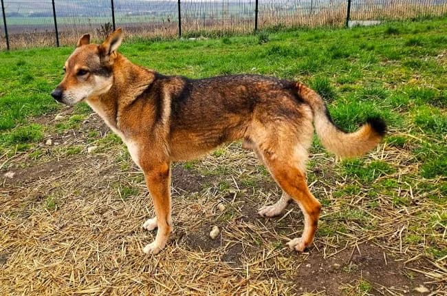 Orfeus, male mixed breed for adoption at Útulek Jimlín