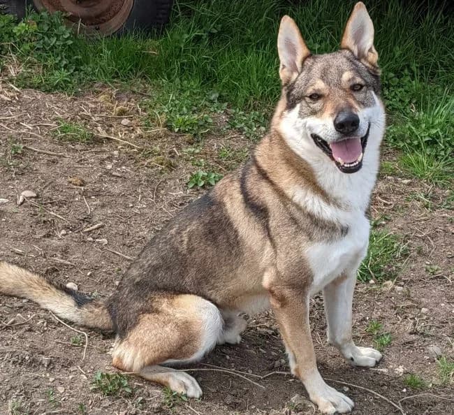 Orfeus, male mixed breed for adoption at Útulek Jimlín — photo 2 of 3